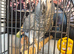 Congo African grey