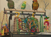 Female 1 year old Green cheek Conure. Silly tame!
