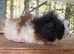 Baby guinea pigs