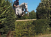 16.2hh 5 year old all rounder/project!