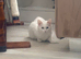 Female ragdoll 6 month old