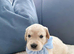 Old English Cream Golden Retriever Puppies