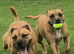 Twin 9 yrs old staffys brother and sister