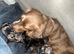 8 beautiful mini long haired dachsunds