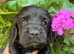 Cocker spaniel puppies