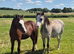 Stunning 3-Year-Old Bay Gelding