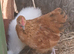Beautiful young cocks pekin and pekin X