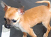 3 beautiful chihuahua puppys