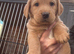 Labradoodles
