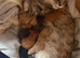 Maine Coon Babies