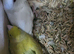 Pair of parrotlets