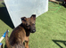 German shepherd puppies