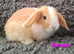 Adorable Mini Lop Baby Rabbits For Sale