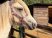 Stunning yearling filly