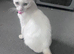 Stunning Turkish Angora Female