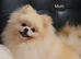 Pomeranian puppies for sale KCreg