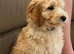 Miniature F2 golden doodles