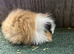 Swiss sows and young boars