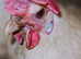 La Bresse de Gallouise high quality pure breed - hatching eggs meat excellent layers nice meat