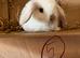 Mini lop pure breeds mixed sex’s.