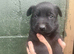 Belgian Malinois puppy’s