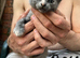 Gorgeous kittens for sale