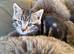 1 male bengal left