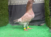 Syrian pigeons