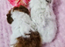 4 sows available