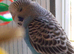 Beautiful baby budgies