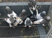 Kurdish pigeon