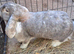 Gorgeous PURE BRED Giant French Lop Girl - looking for a Retirement home