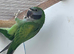 Derbyan parakeet
