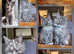 Excellent pedigree kittens