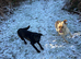 Black Labrador Bonnie