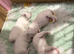 Korean Maltese puppies for sale