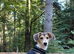 14 week male Beagle x Sheltie Collie