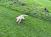 Cocker spaniel boy