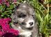 Beautiful Rare F1 Chocolate Merle SaintBerdoodle READY NOW!!!!
