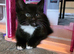 Gorgeous Black and White Kitten