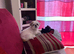 Miniature Imperial shih tzu puppies