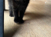 Stunning BSH KITTENS X