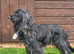 Black sable Male cocker spaniel
