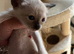 Siamese kittens ready September