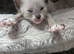 REDUCED Ready NOW Beautiful babies ready next week, these kittens are absloutely stunning