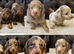 Dachshund miniature long haired