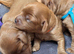 F1 Cavapoo Puppies