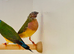 X3 Gouldian Finch Pairs For Sale