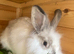 Lionhead/giant lop
