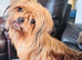 Pretty small Yorkie girl